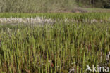 Waterhorsetail (Equisetum fluviatile)