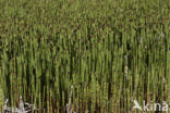 Waterhorsetail (Equisetum fluviatile)