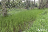 Waterhorsetail (Equisetum fluviatile)