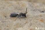 Witbaardzandbij (Andrena barbilabris)