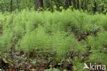 Wood Horsetail (Equisetum sylvaticum)