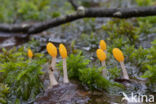 bog beacon (Mitrula paludosa)