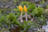 bog beacon (Mitrula paludosa)