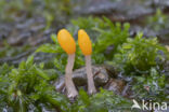 bog beacon (Mitrula paludosa)