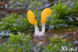 bog beacon (Mitrula paludosa)