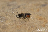 Girdled Mining Bee (Andrena labiata)