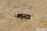 Girdled Mining Bee (Andrena labiata)