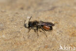 Girdled Mining Bee (Andrena labiata)