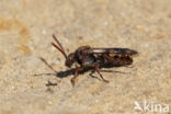 Gewone dubbeltand (Nomada ruficornis)