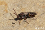 Gewone dubbeltand (Nomada ruficornis)