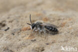 Andrena barbilabris