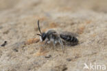 Witbaardzandbij (Andrena barbilabris)