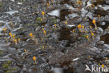 bog beacon (Mitrula paludosa)