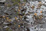 bog beacon (Mitrula paludosa)