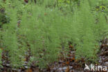 Wood Horsetail (Equisetum sylvaticum)