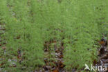 Wood Horsetail (Equisetum sylvaticum)