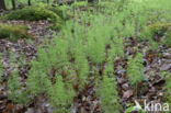 Wood Horsetail (Equisetum sylvaticum)