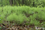 Wood Horsetail (Equisetum sylvaticum)