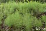 Wood Horsetail (Equisetum sylvaticum)