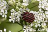 pyjamaschildwants (graphosoma italicum)