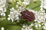 graphosoma italicum