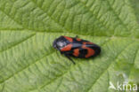 Froghopper (Cercopis vulnerata)