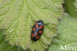 Froghopper (Cercopis vulnerata)