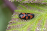 Froghopper (Cercopis vulnerata)