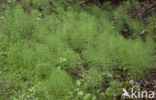 Wood Horsetail (Equisetum sylvaticum)