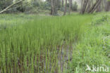 Waterhorsetail (Equisetum fluviatile)