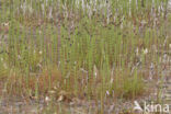 Waterhorsetail (Equisetum fluviatile)