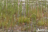 Holpijp (Equisetum fluviatile)