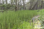 Waterhorsetail (Equisetum fluviatile)