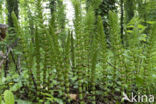 Great Horsetail (Equisetum telmateia)