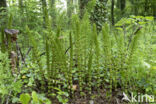 Great Horsetail (Equisetum telmateia)