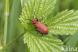 Roodkopvuurkever (Pyrochroa serraticornis)