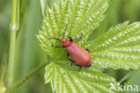 Roodkopvuurkever (Pyrochroa serraticornis)