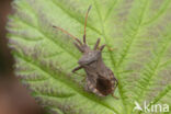 zuringrandwants (coreus marginatus)