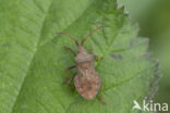 zuringrandwants (coreus marginatus)