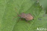 zuringrandwants (coreus marginatus)