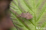 coreus marginatus