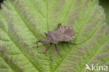 coreus marginatus