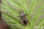 coreus marginatus