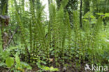 Great Horsetail (Equisetum telmateia)