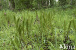 Reuzenpaardenstaart (Equisetum telmateia)