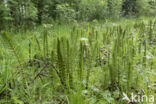 Great Horsetail (Equisetum telmateia)