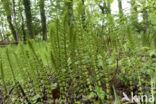 Great Horsetail (Equisetum telmateia)