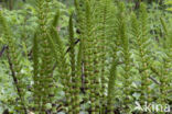 Reuzenpaardenstaart (Equisetum telmateia)