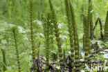 Great Horsetail (Equisetum telmateia)