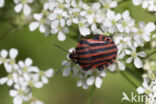 pyjamaschildwants (graphosoma italicum)